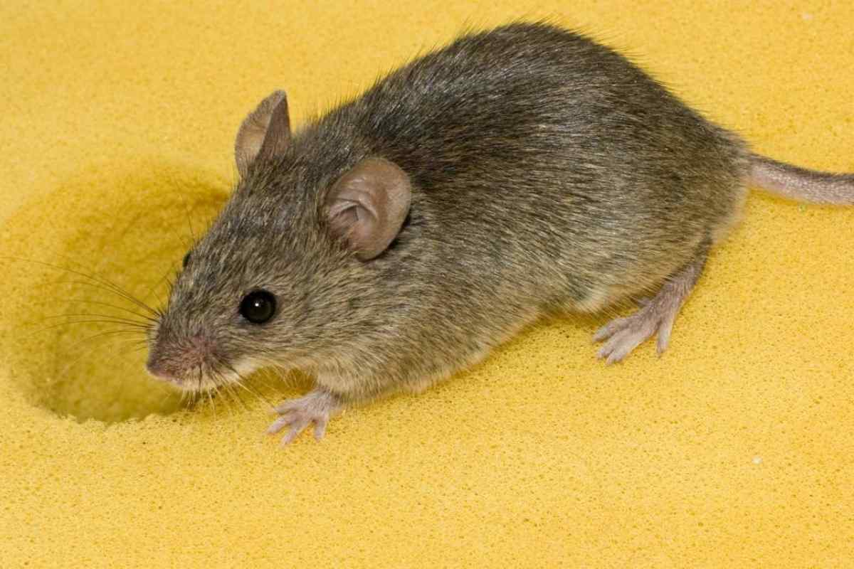 Як вигнати мишей