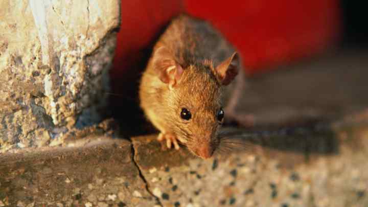 Як вивести мишей і щурів