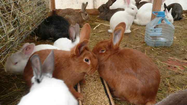Як містити кроликів на дачі
