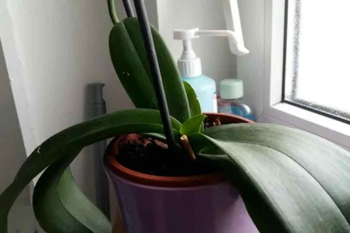 Як допомогти орхідеї повторно зацвісти