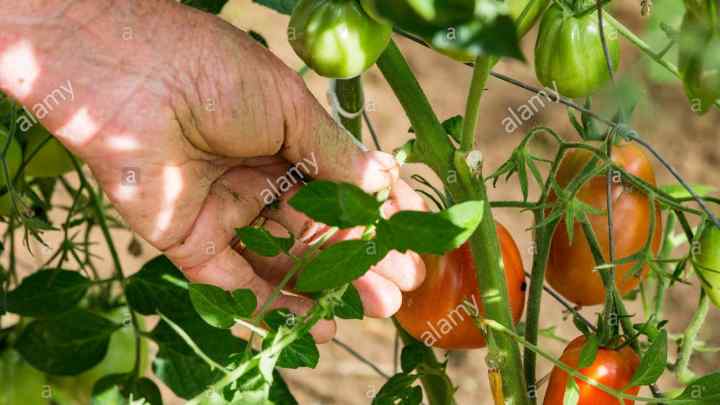 Як обривати пасинки біля помідор