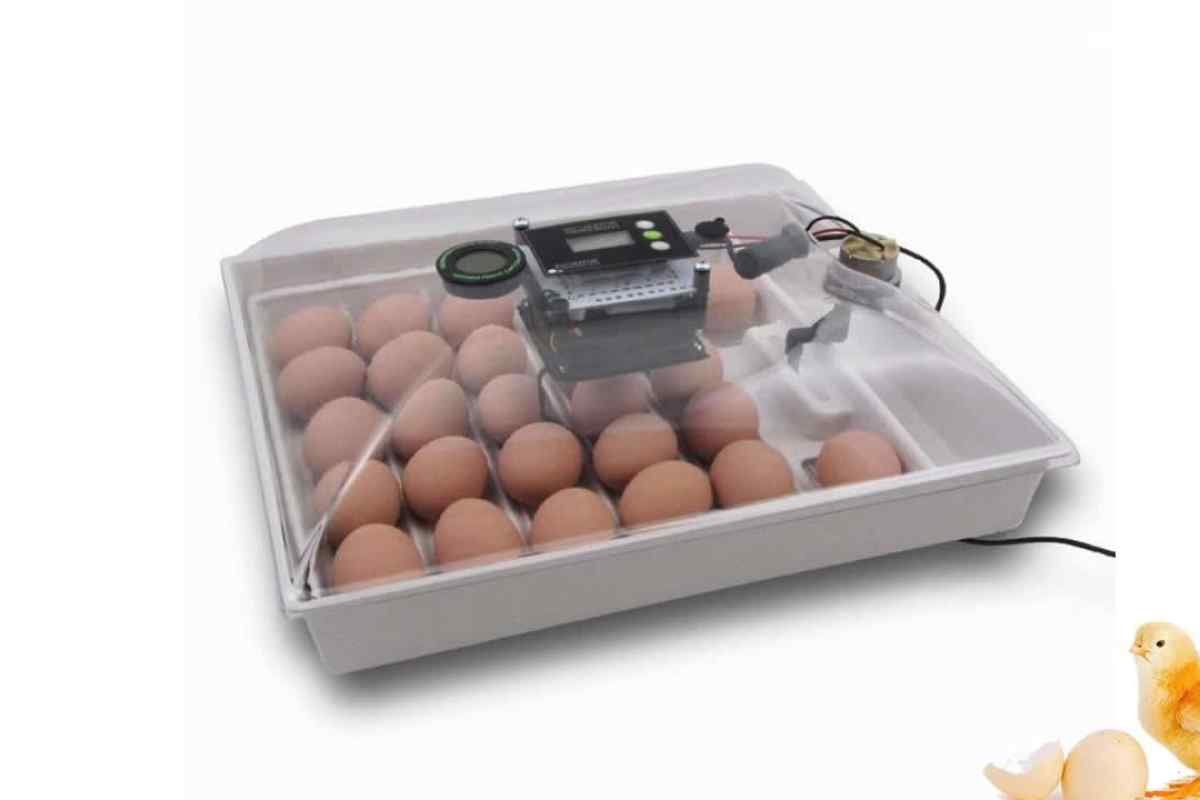 Як збирати яйця для інкубатора