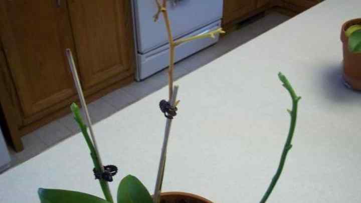 Як виглядає кольоронос біля орхідеї, що з ним робити після закінчення цвітіння