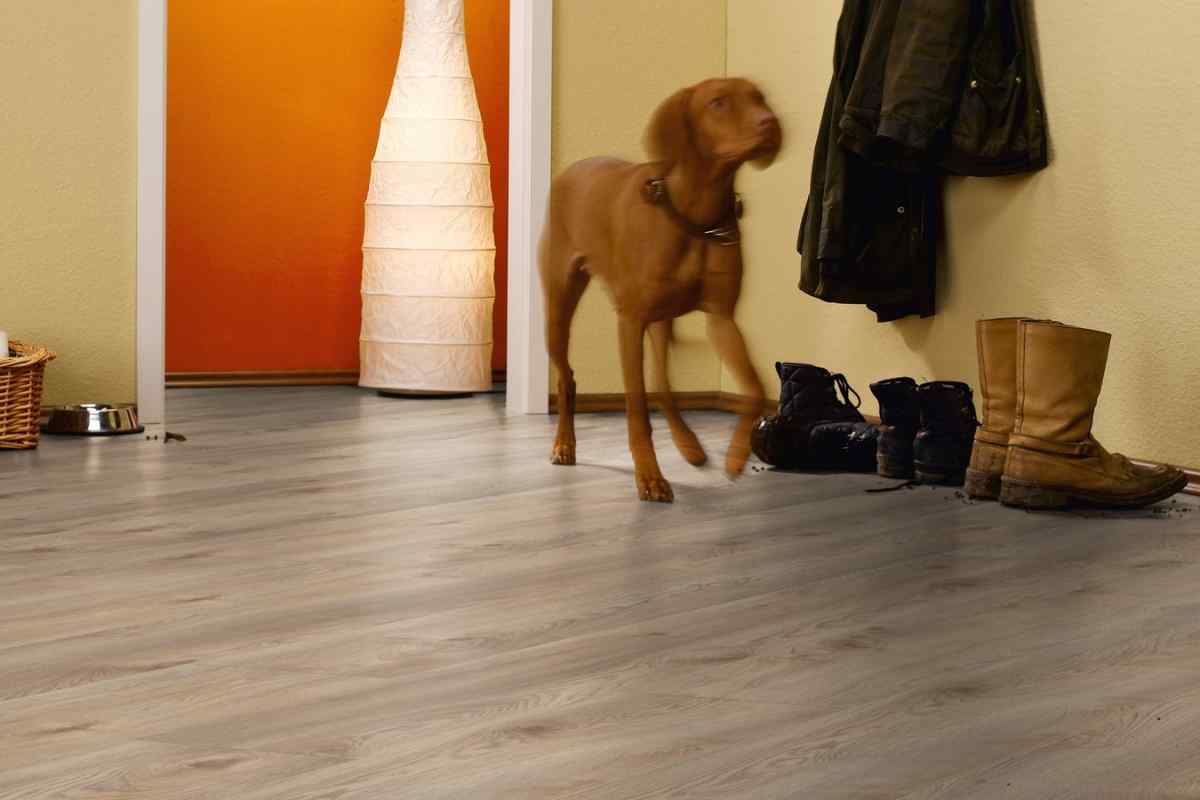 Як підібрати ламінат у квартиру з собакою
