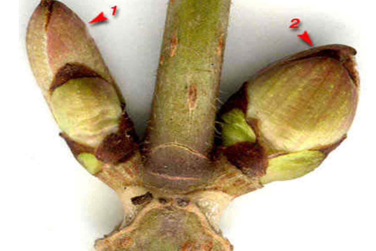 Як функції виконують нирки рослин