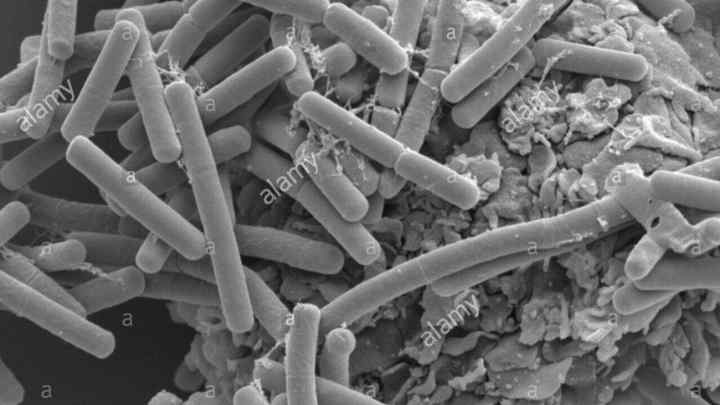 Які існують види бактерій