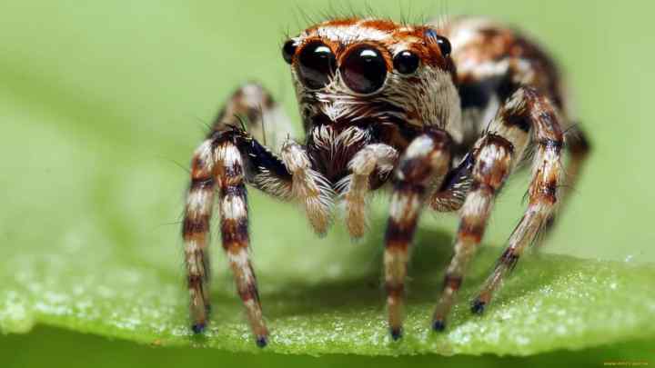 Скільки очей у павука