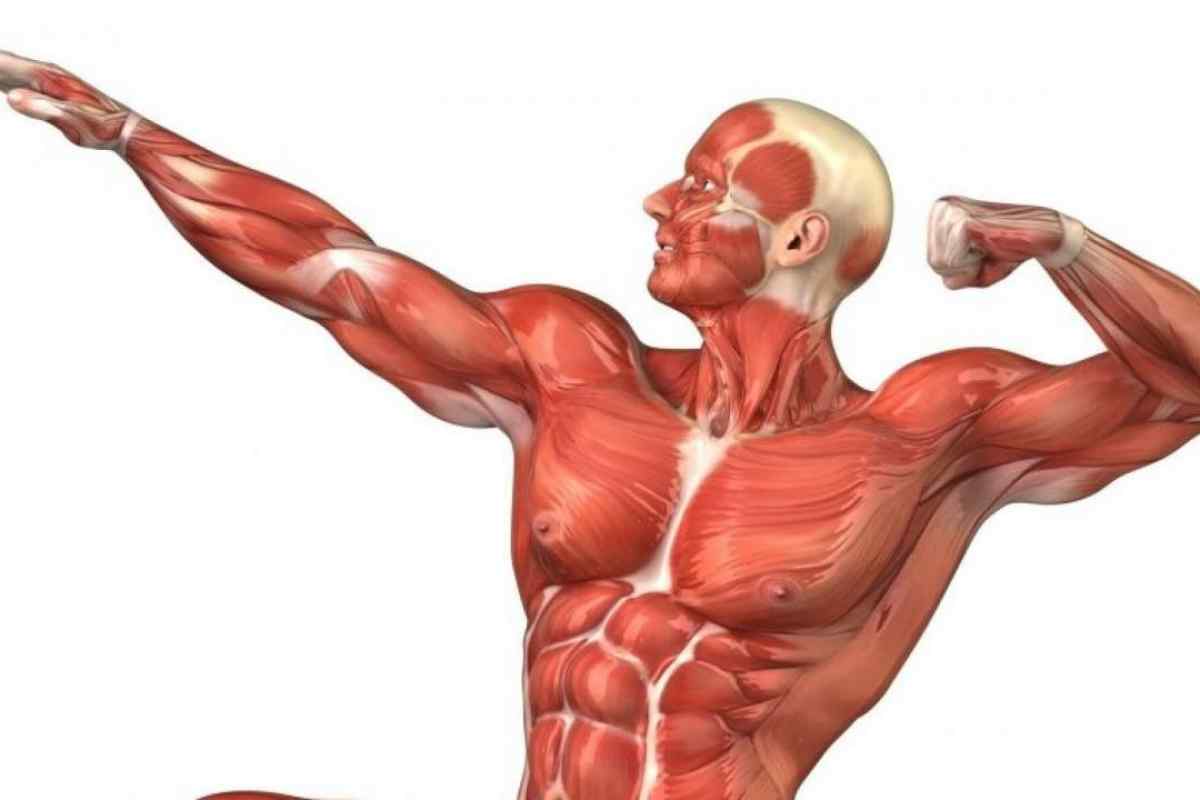 Як розвинути м "язи