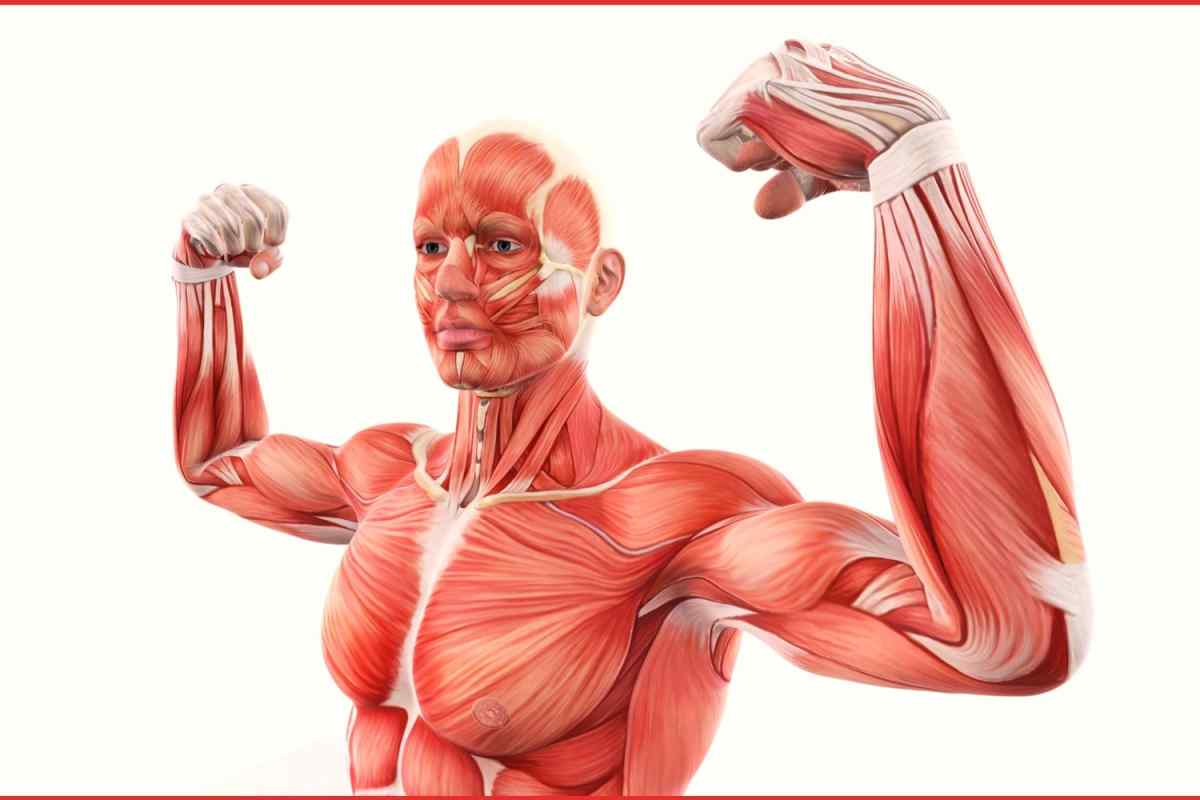 Як швидко ростуть м 'язи?