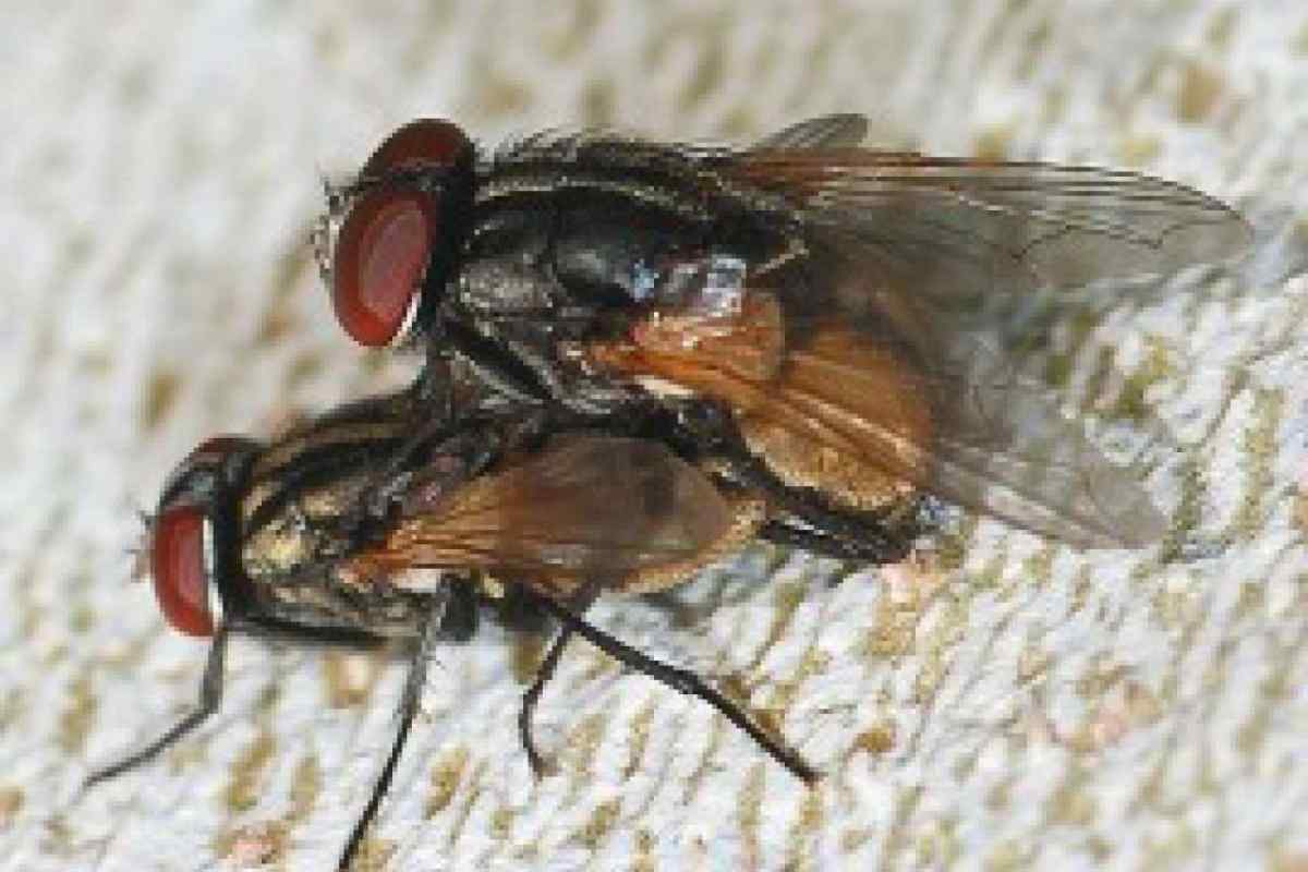 Як розмножуються мухи