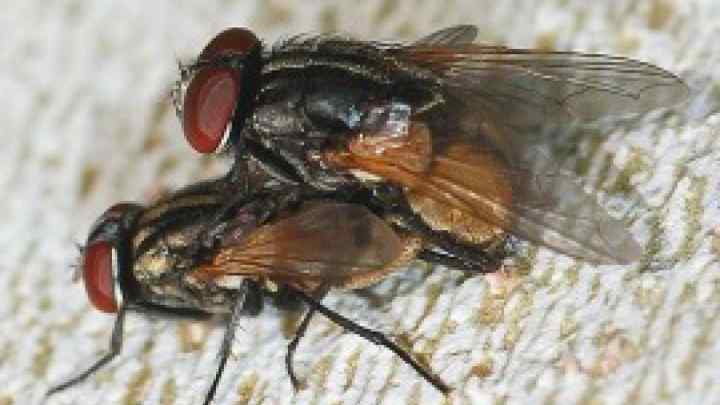 Як розмножуються мухи