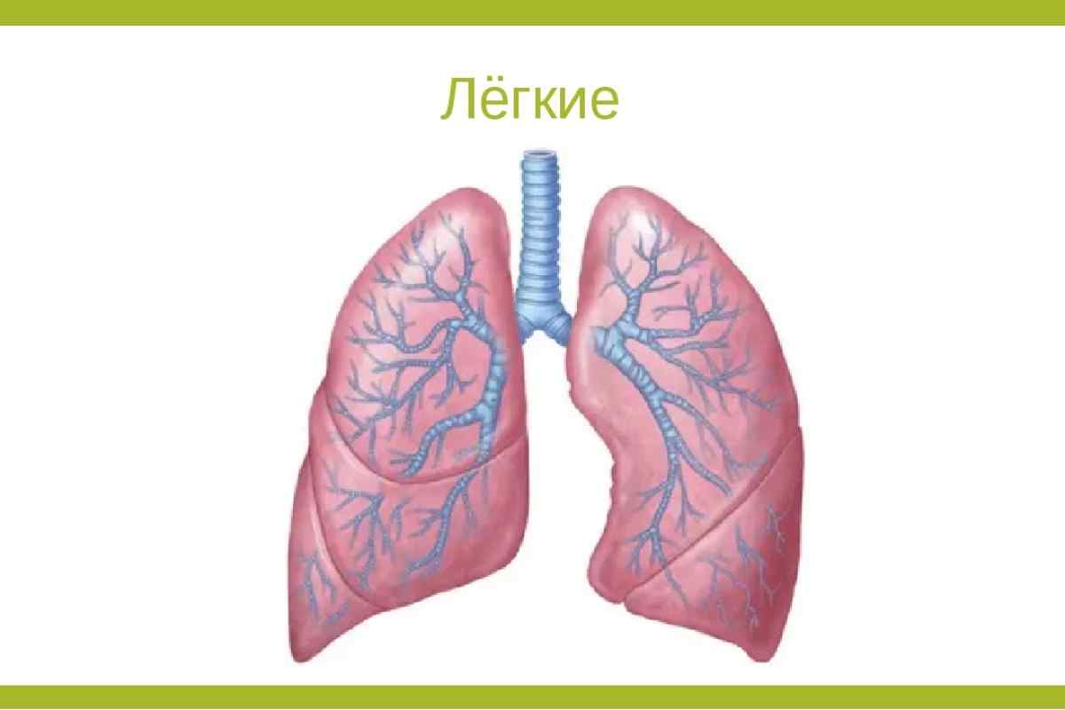 Легені як орган дихання