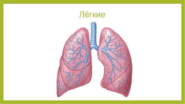 Легені як орган дихання