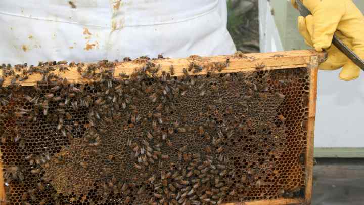 Як перевозити бджіл