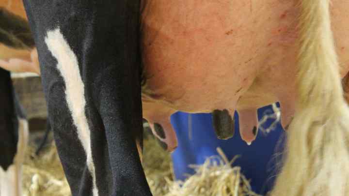 Кетоз біля корів: симптоми, лікування та профілактика