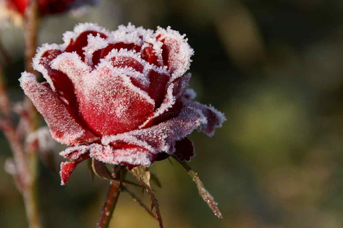Як оживити замерзлі квіти