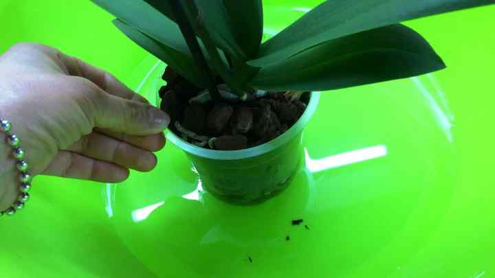 Як часто потрібно поливати орхідею?