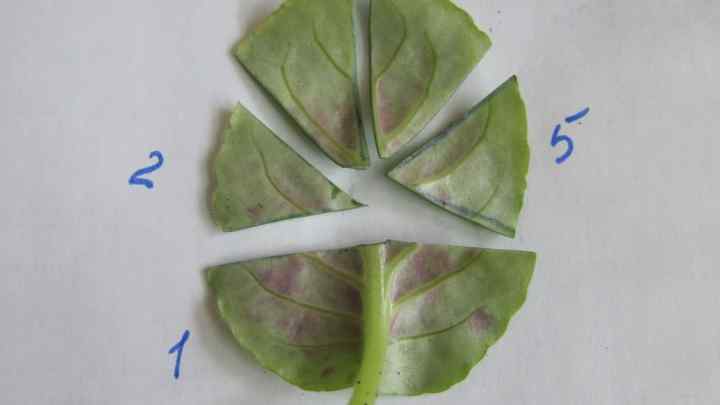 Як розмножувати фіалки листом