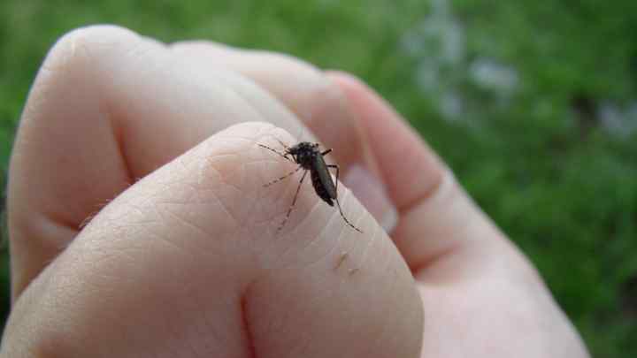 Як захистити малюка від укусів комах