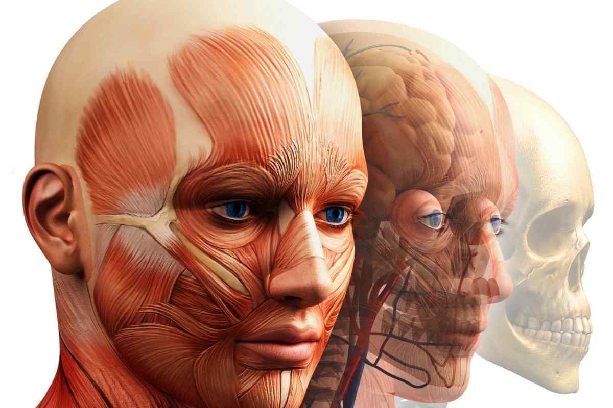 М 'язи голови людини, їх будова і функції