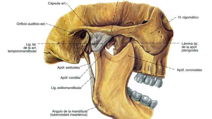 Альвеолярний відросток щелепи: анатомія. Будова верхньої щелепи