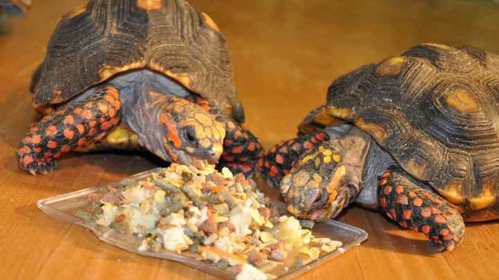 Корм для черепахи. Чим годувати черепаху в домашніх умовах
