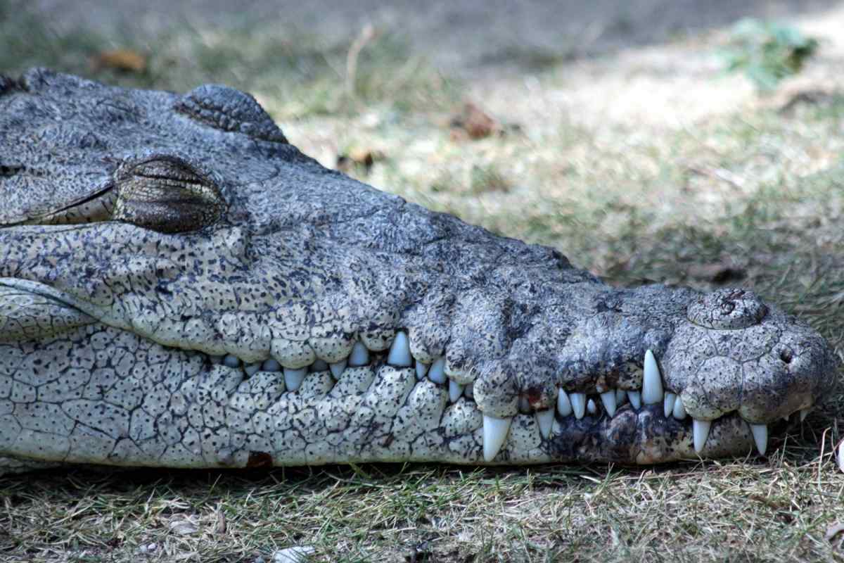Найцікавіші факти про крокодили