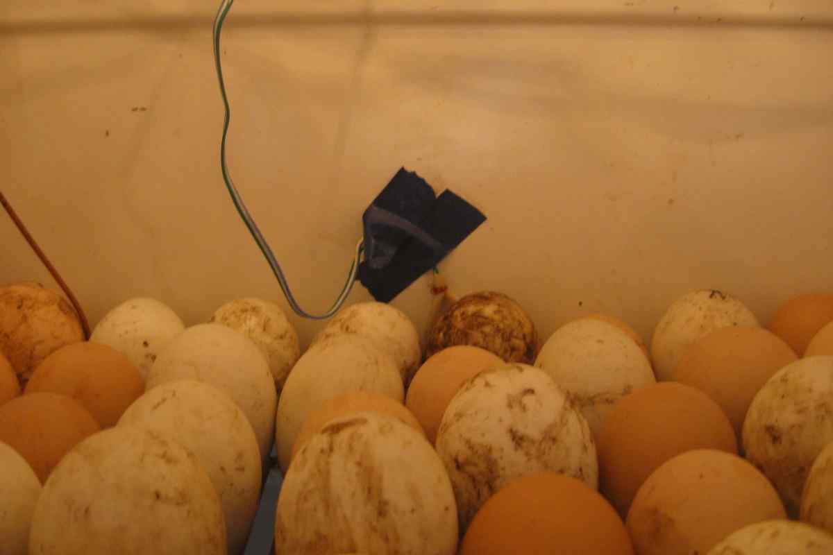 Скільки днів висиджують яйця кури і качки? Скільки часу висиджують яйця кури в інкубаторі максимум?