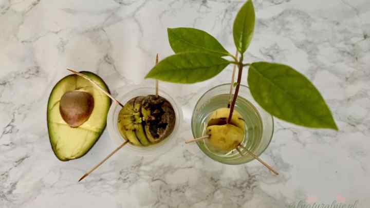 Як виростити авокадо з кісточки? Вирощування і відхід