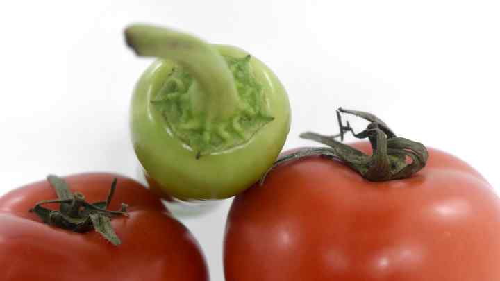 При якому захворюванні не можна їсти помідори: сувора заборона лікарів