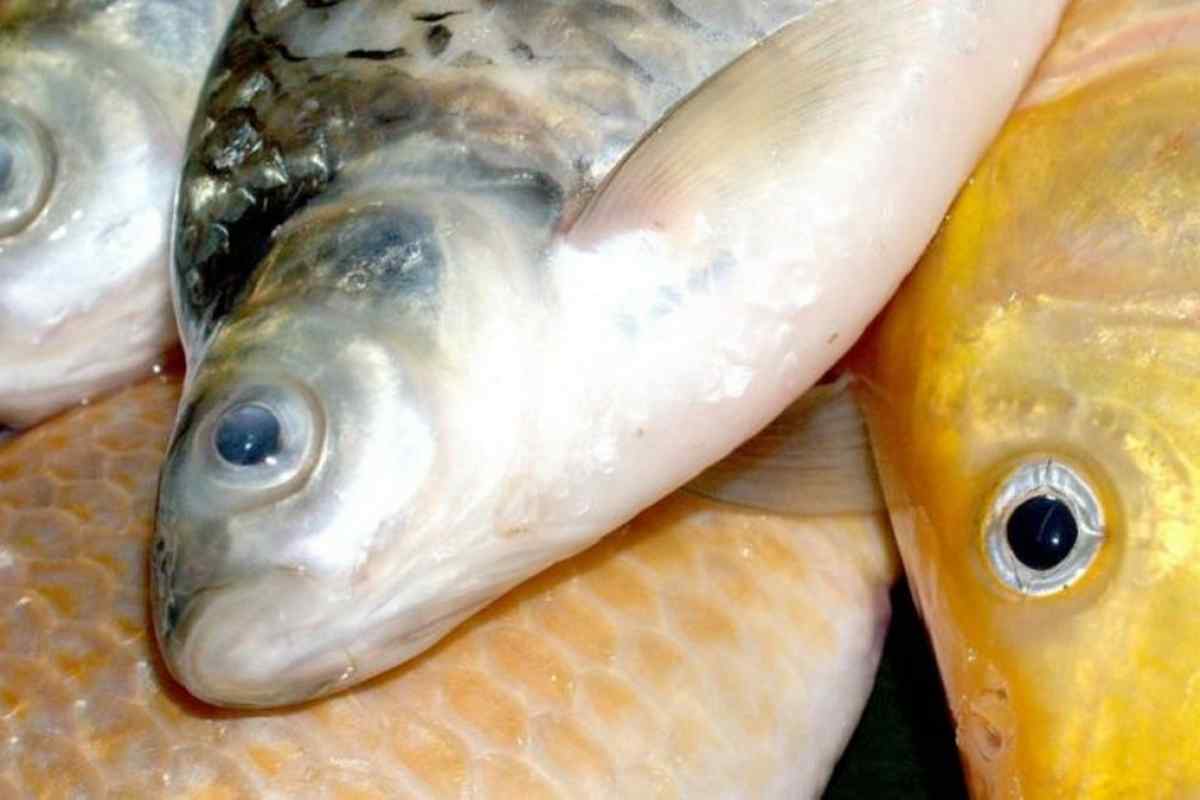 Ботулізм у рибі: як відрізнити і уникнути отруєння? Ботулізм: симптоми хвороби