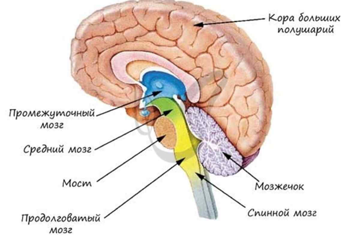 Лікворна киста головного мозку: що це таке, види, методи лікування, наслідки