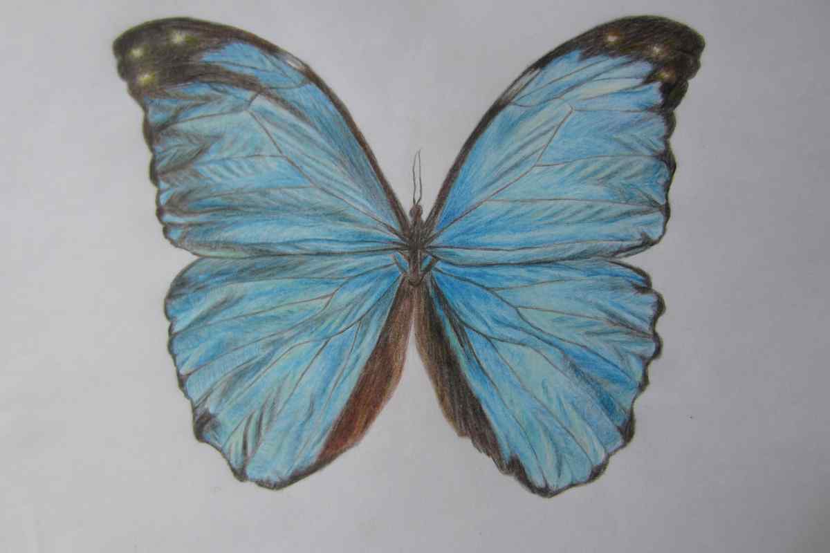 Як намалювати метелика олівцем поетапно