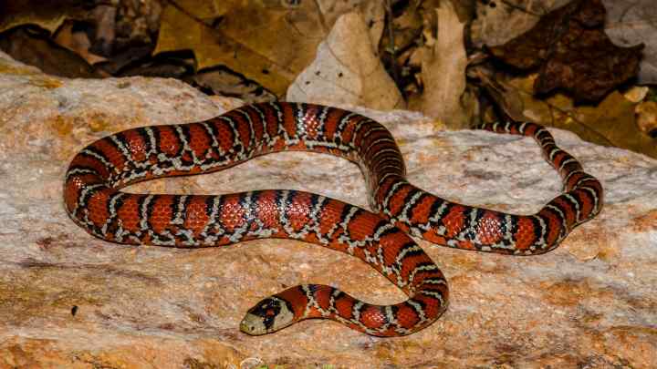 Молочна змія: зовнішній вигляд і особливості життя. Зміст рептилії в неволі