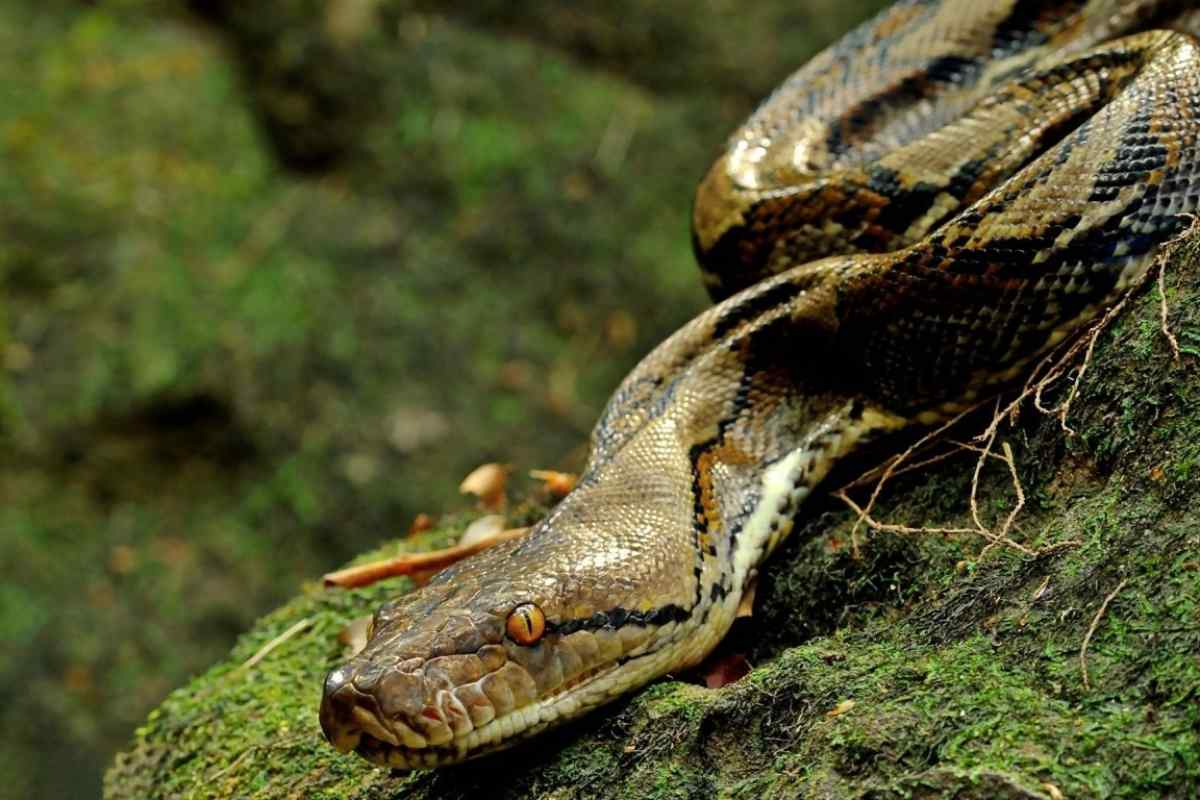 Змії: цікаві факти. Про зміїв, їхній спосіб життя, харчування. Найбільш незвичайні змії