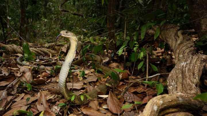 Острів Кеймада Гранде - обитель найнебезпечніших змій у світі