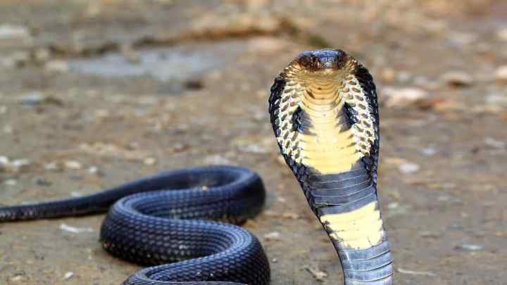 Королівська кобра. Смертельна сутичка