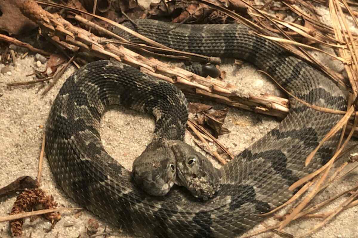 Як народжують змії своє потомство?