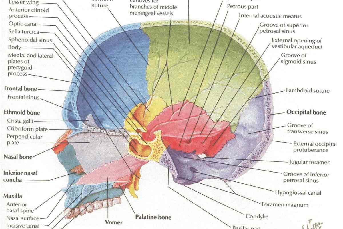 Зовнішня основа черепа людини