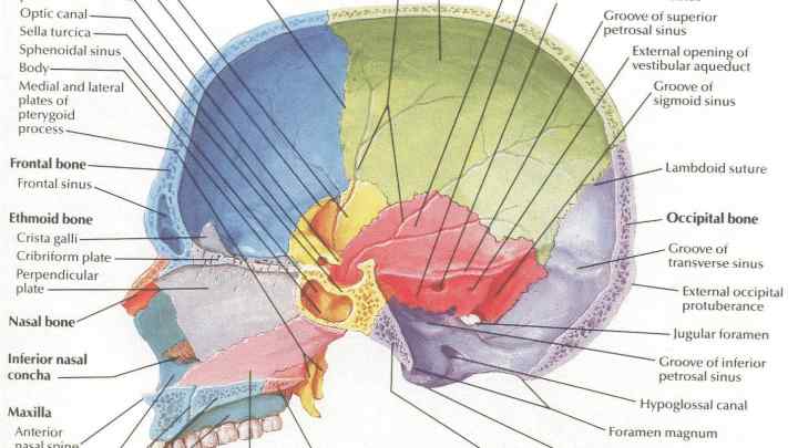 Зовнішня основа черепа людини