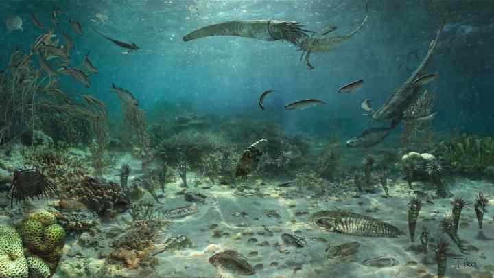 Палеозойська ера: періоди, клімат. Рослинний і тваринний світ палеозойської ери