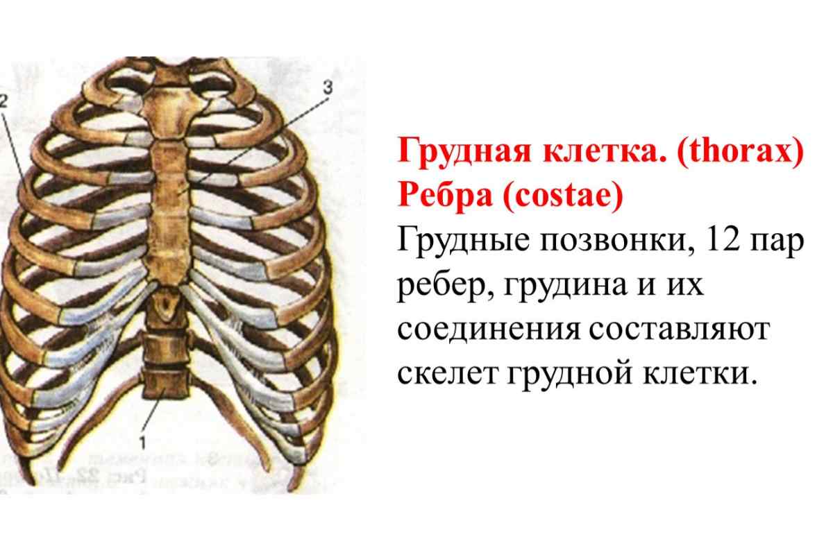 Які кістки утворюють грудну клітку? Кістки грудної клітини людини
