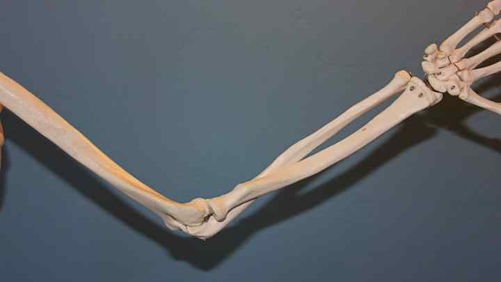 Кістки верхньої кінцівки людини