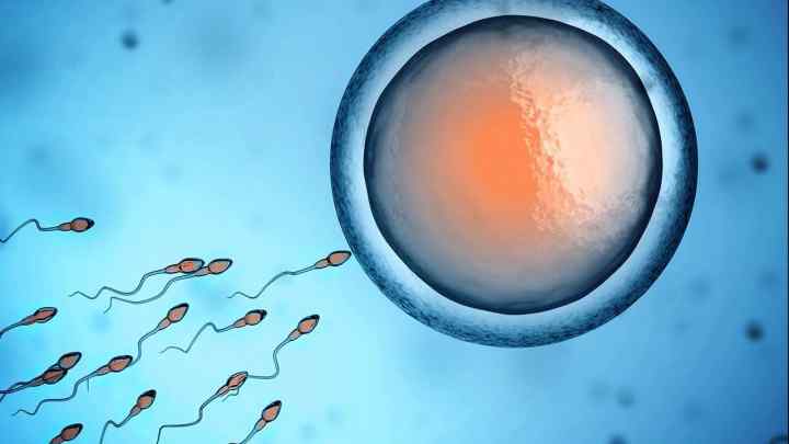 Гаметогенез - це процес формування статевих клітин