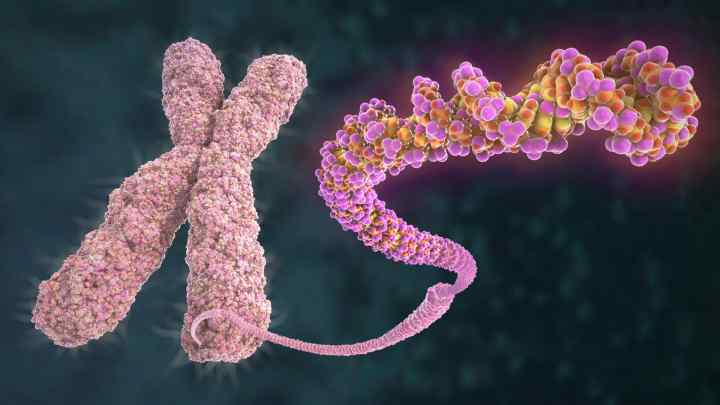 Чоловічі хромосоми. Яка хромосома відповідає за стать майбутньої дитини
