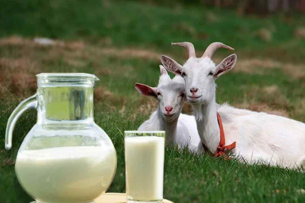 Козяче молоко: користь і шкода. Користь козячого молока для дитини