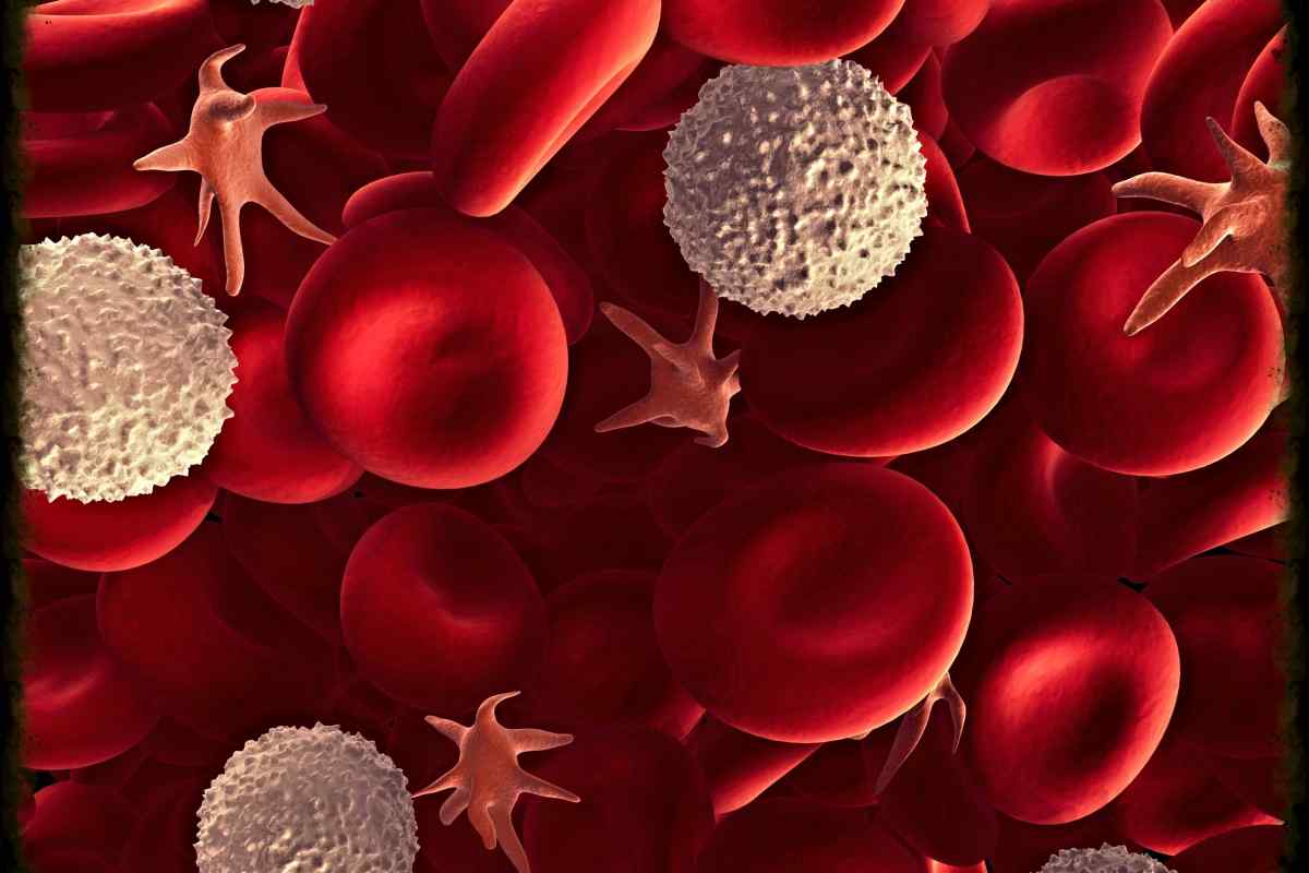 Де утворюються лейкоцити у людини?