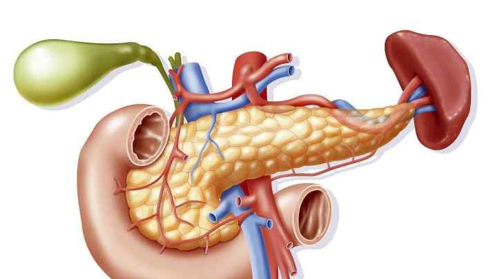 Підшлункова залоза, анатомія: функції та захворювання