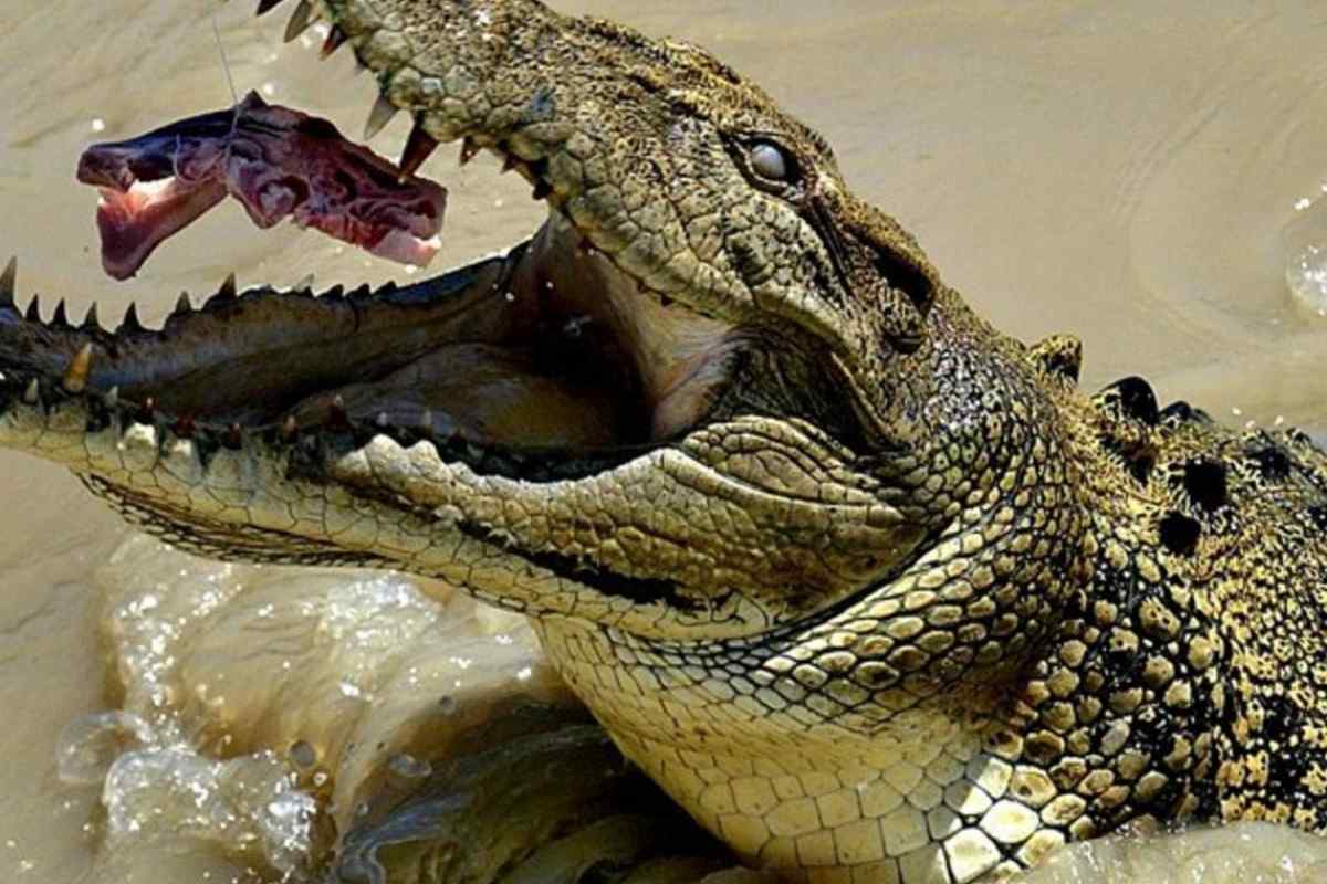 Наслідки вживання "крокодила" і його вплив