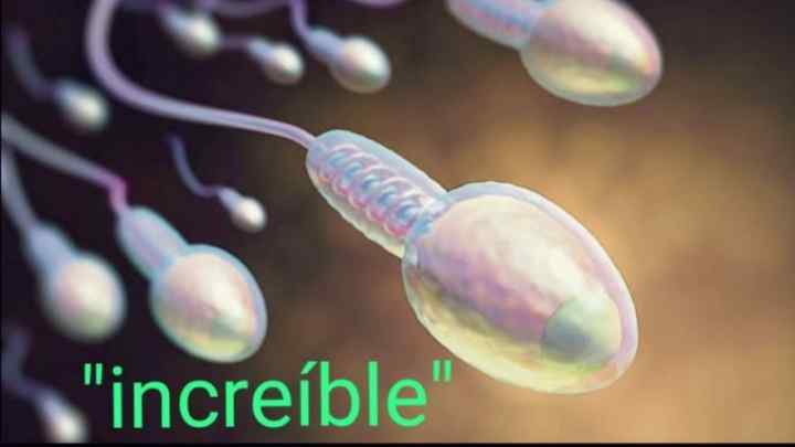 Форма, функції та розмір сперматозоїду
